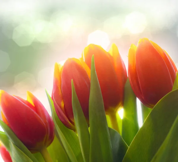 Крупный план красного и желтого тюльпанов с размытым фоном — стоковое фото
