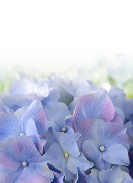 Modré hortenzie fialová květina — Stock fotografie