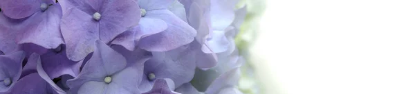 Фіолетовий банер з квітами гортензії на білому тлі . — стокове фото