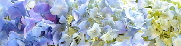 Beautiful Hydrangea Flower banner or Background. — Stock Photo, Image