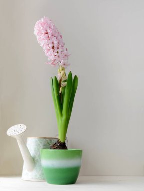 Pembe sümbül ve vintage sulama olabilir beyaz masada