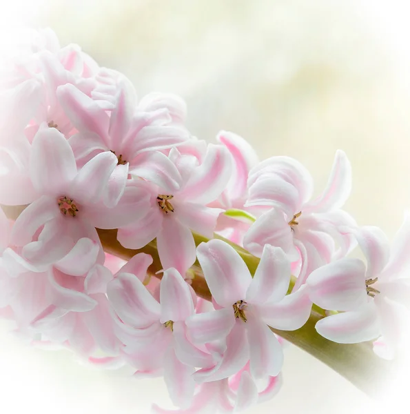 Красива весняно-рожева гіацинтова квітка макро — стокове фото