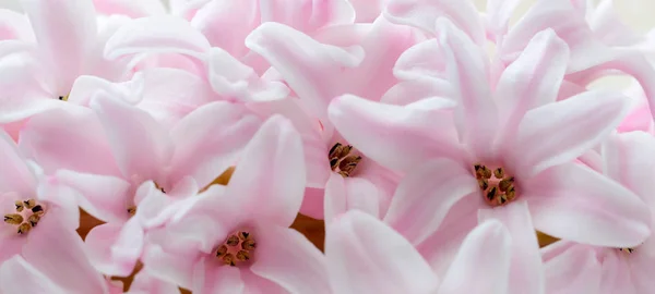 Güzel bahar pembe sümbül çiçek makro — Stok fotoğraf