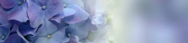 보라색 수 국 꽃 배너 — 스톡 사진