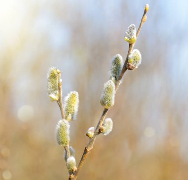 Söğüt dalları tomurcukları ile. Güzel sarı Kukum çiçek dalları.