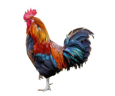Rooster isolated on white background clipart