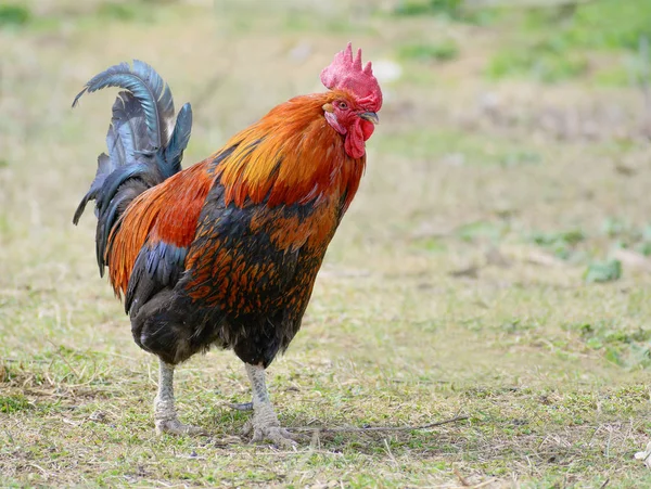 緑の自然を背景にカラフルな鶏 — ストック写真