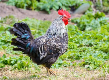 Yeşil doğa arka plan üzerinde siyah beyaz horoz