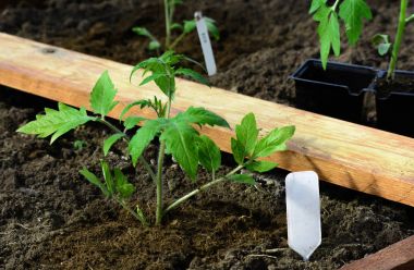 Sebze bahçesinde domates fide dikim