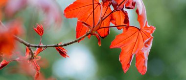 Bahar zaman renkli arka plan. Kırmızı akçaağaç ağaç dalı kırmızı yaprakları ile