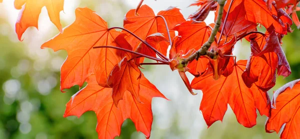 Printemps fond coloré. branche d'érable rouge avec des feuilles rouges — Photo