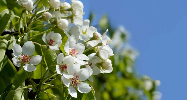 Kwiat jabłoni na tle nieba — Zdjęcie stockowe