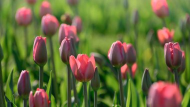 Bahar yeşil alan üzerinde büyüyen Pembe Laleler.