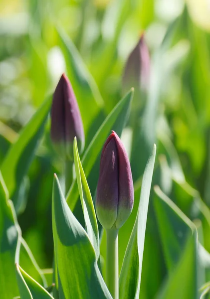 Fialové tulipány pěstování na zelené louce v jarní. — Stock fotografie