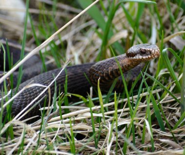 Snake Vipera berus nikolskii in nature clipart