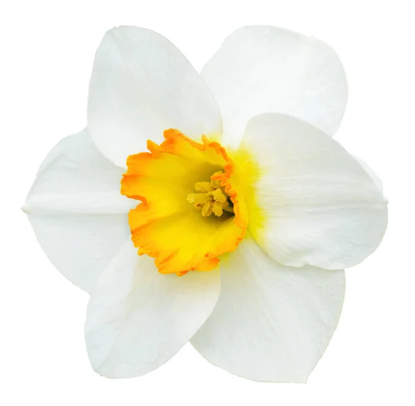 Narcis bílý a oranžový květ izolované na bílém — Stock fotografie
