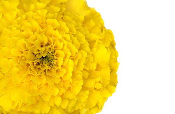 Macro tiro flor amarela isolada no fundo branco — Fotografia de Stock