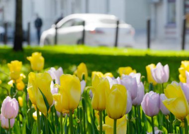 Bir bahar gününde arabalı bir şehir Bulvarı'nda yağmur sonra Sarı laleler