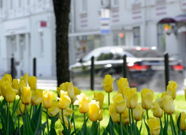 Bir bahar gününde arabalı bir şehir Bulvarı'nda yağmur sonra Sarı laleler