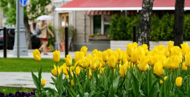 Bir bahar gününde bir şehir Bulvarı yağmur sonra Sarı laleler