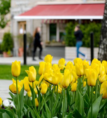 İnsanlar bir bahar günü yürüyüş ile bir şehir Bulvarı'nda yağmur sonra Sarı laleler