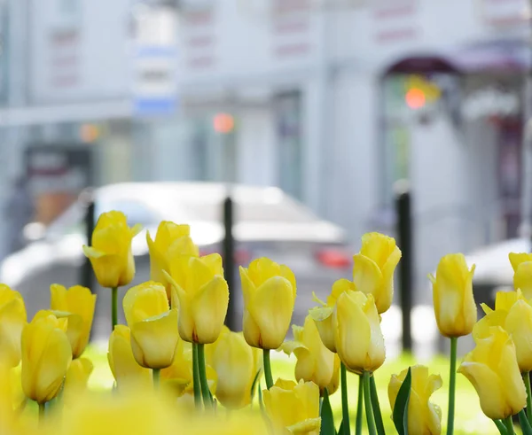 Žluté tulipány po dešti na městský bulvár s automobily na jarní den — Stock fotografie