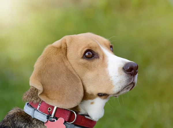 Portret psa beagle na charakter — Zdjęcie stockowe
