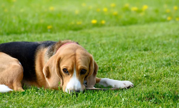 Pies rasy Beagle, leżącego na zielonej trawie. — Zdjęcie stockowe