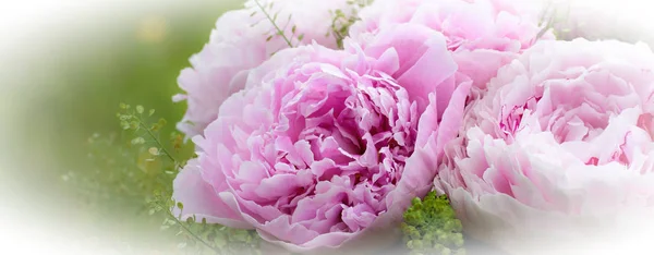 꽃 배경입니다. 아름 다운 핑크 모란 — 스톡 사진