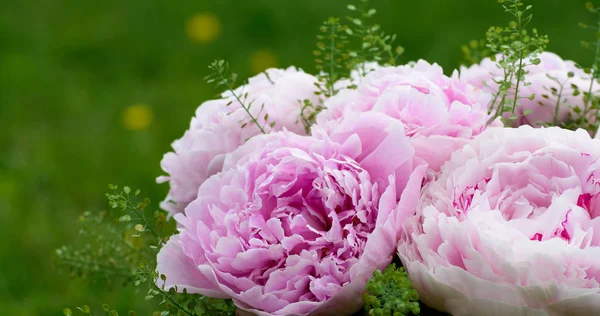 신선한 분홍색 모란의 꽃다발 — 스톡 사진