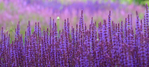 Campo de flores roxo Salvia Lavender em fundo desfocado — Fotografia de Stock