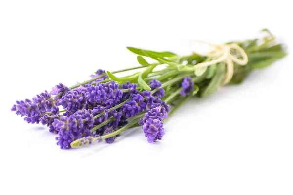 Bundle di fiori di lavanda — Foto Stock