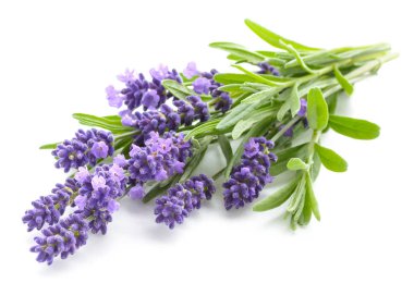 Lavender flowers on a white clipart