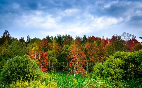 Autumn landscape with colorful forest — Stock Photo, Image