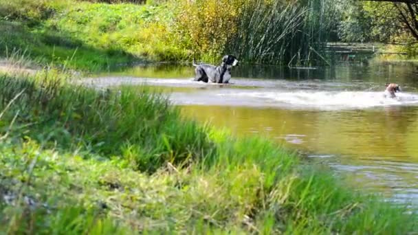 Psi ve vodě hrají s míčem — Stock video