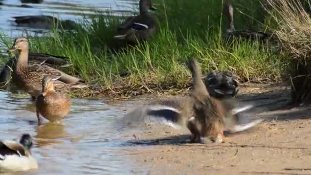 Patos alimentándose en el estanque — Vídeo de stock