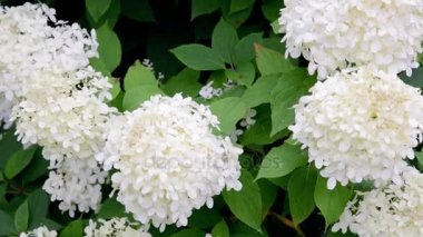 Bahçede beyaz ortanca çiçek çiçeklenme