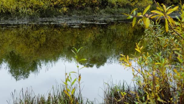 Мала річка з відображенням дерев на воді в осінній час — стокове відео