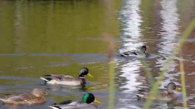 Ördekler gölette yüzüyor.