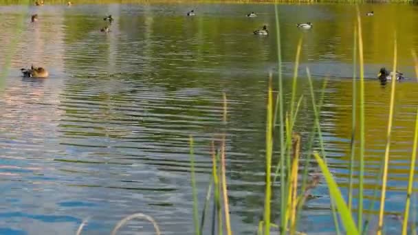 Patos flutuando em uma lagoa — Vídeo de Stock