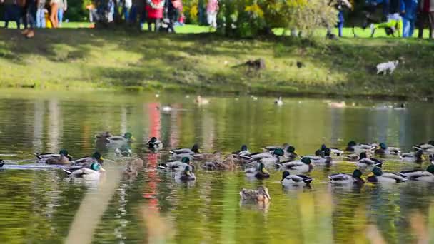 秋の市の公園の池にいるアヒル。歩いている人が公園でのんびり — ストック動画