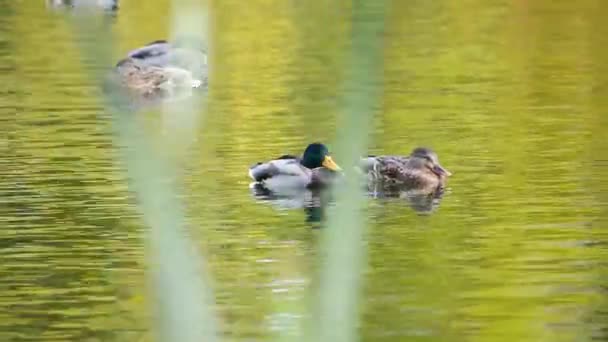 Male and female ducks swimming in a pond — Stock Video