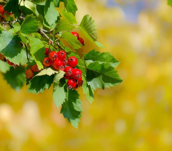 Red berries of hawthorn on yellow autumn background — Stock Photo, Image