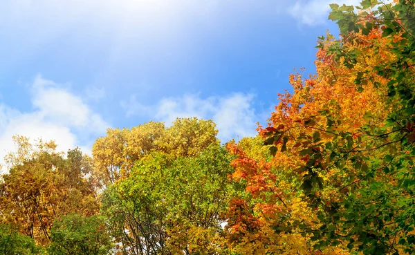 Színes fák ősszel, a kék ég háttér — Stock Fotó