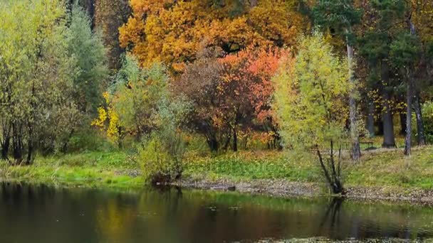 Panoramic view of beautiful autumn park — Stock Video