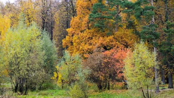 Панорамный вид на красивый осенний парк — стоковое видео