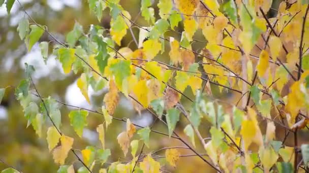 Желтые листья слегка машут осенним ветром — стоковое видео