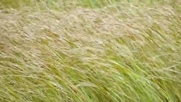 Hierba alta sopla en el viento en otoño de cerca . — Vídeo de stock
