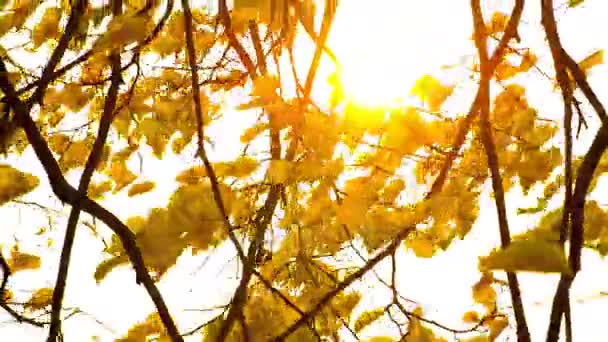 風が吹いて秋葉を通して輝く太陽. — ストック動画