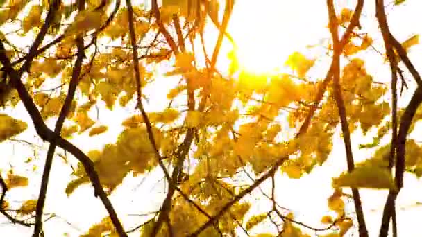 Sol brilhando através de folhas de outono soprando no vento . — Vídeo de Stock